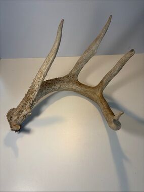 Natural Brown Deer Antler Accent - Rustic Home Decor